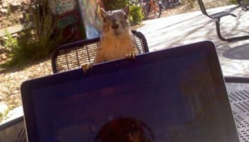 peeking-squirrel