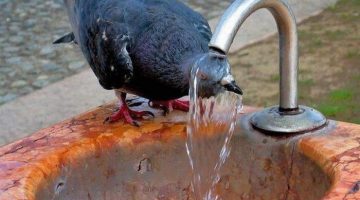 pigeon-wash