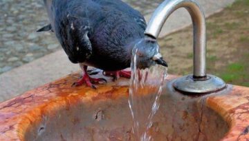 pigeon-wash