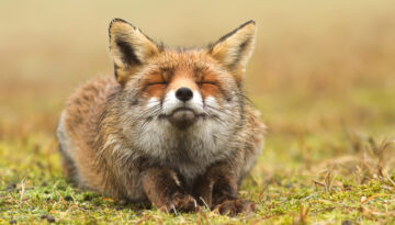 relaxing-fox
