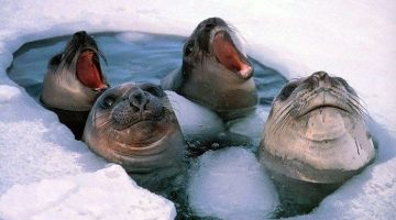 seals