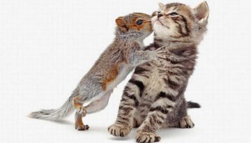 squirrel-kiss