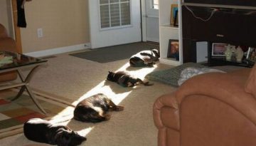 sun-bathing-dogs