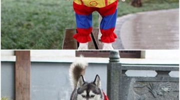 super-dog