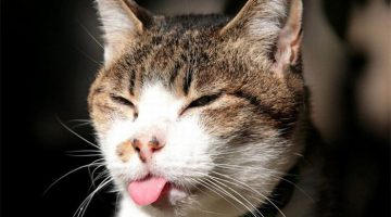 tongue-cat