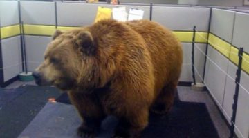 big-bear-office