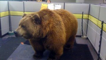 big-bear-office
