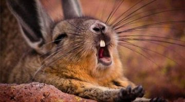 bunny-yawn