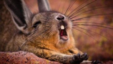 bunny-yawn