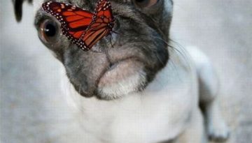 butterfly-pug