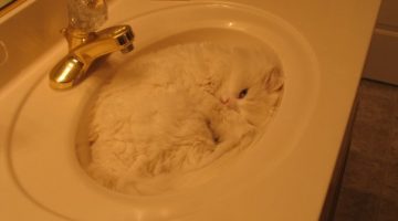 camouflage-cat