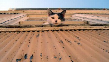 cat-watching-you