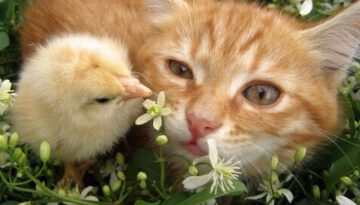 chick-and-cat