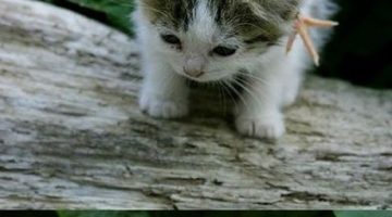 chick-and-kitten-friends