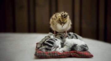 chick-on-kitten