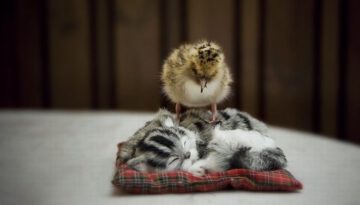 chick-on-kitten