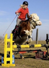 video cows jumping line