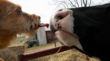 cow-licking