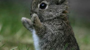 cute-bunny