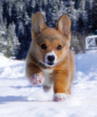 Cute Puppy Snow – 1Funny.com