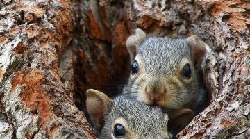 cute-squirrels