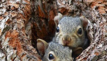 cute-squirrels