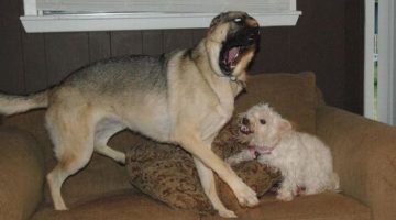 dogs-on-couch