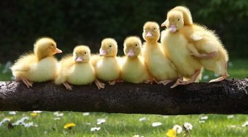 ducklings