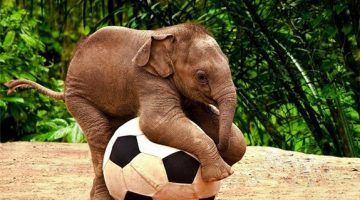 elephant-ball