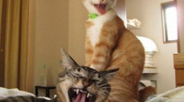 excited-cats