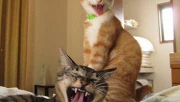 excited-cats