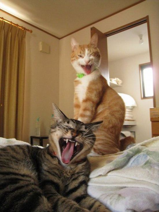 excited-cats.jpg