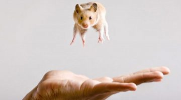 hamster-in-air