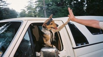 high-five-dog