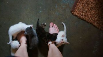 kitten-attack