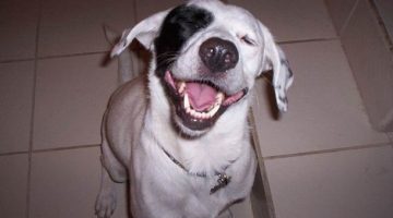 laughing-dog