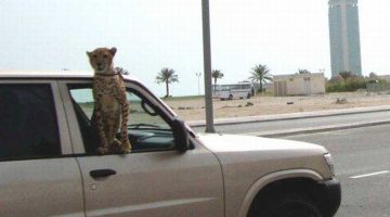 leopard-riding-car