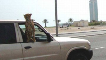 leopard-riding-car