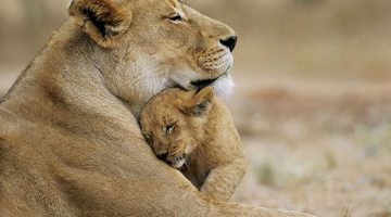 lion-hug