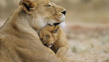 lion-hug