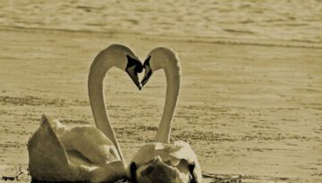 love-swan