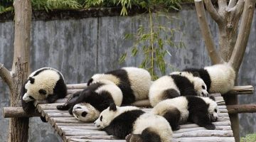 pandas