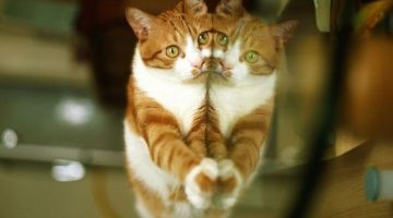 reflection-cat