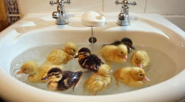 sink-ducklings