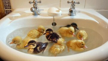 sink-ducklings