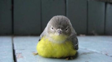 angry-bird