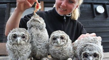 baby-owls