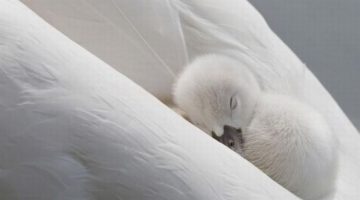 baby-swan