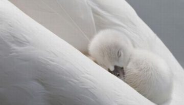baby-swan