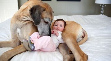 babysitter-dog